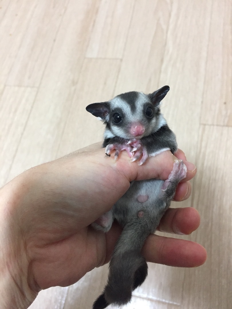 フクロモモンガの排泄のタイミングについて がじろう日和